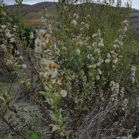 Vale Do Rodo Residencial 3* Peso da Régua