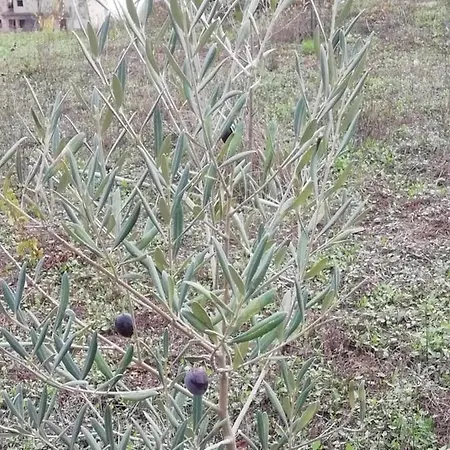 Vale Do Rodo Residencial 3* Peso da Régua