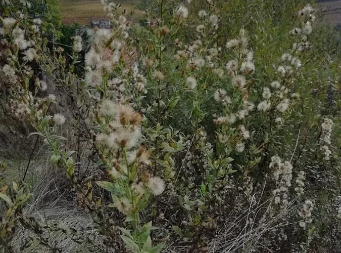 Vale Do Rodo Residencial 3* Peso da Régua