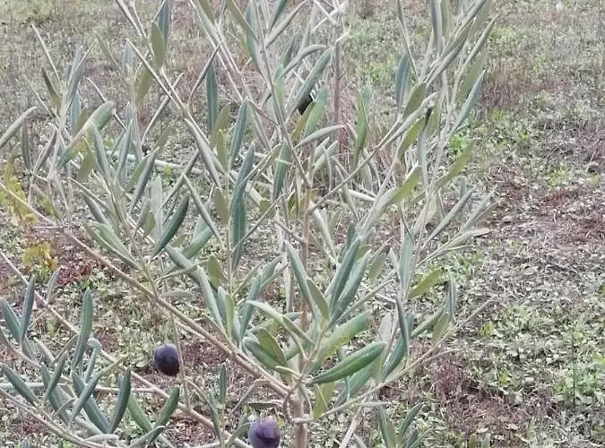 Vale Do Rodo Residencial 3* פסו דה רגואה